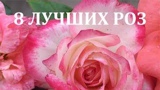 8 ЛУЧШИХ РОЗ - если в саду мало места!