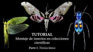 TUTORIAL - Montaje de insectos | Parte 1 Técnica básica #insects #entomologia #collection #tutorial