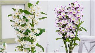 ОРХИДЕЯ ДЕНДРОБИУМ : ПРАВИЛА ВЫРАЩИВАНИЯ #ОРХИДЕИ_ДЕНДРОБИУМ  #dendrobium_orchids #oldenburgru#145