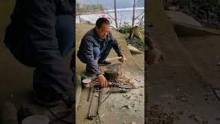 岛主养兰花秘籍：籽料是自己切的发酵松皮，肥料是自己做的杨梅酵素，浇花工具则是用亲手做的竹勺子…#小岛慢生活 #养兰的乐趣#亲手打造世外桃源 #一花一草一世界 一岛一家一乾坤
