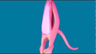 3D Pink Panther character animation i made with Cinema 4D.