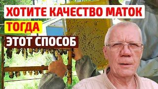 Как вывести качественных маток без осиротения