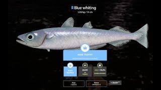 RUSSIAN FISHING 4. Norwegian Sea. BLUE TROPHY BLUE WITHING, TROPY BLUE WITHING y más cosas.