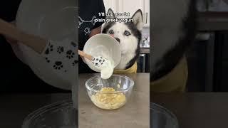 How To Make Banana Cream Pie For Dogs! #shorts