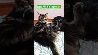 Заботушка#мейнкуны #мейкун #кошка #cat