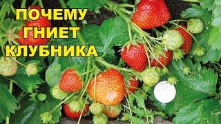 Что делать, если гниет клубника