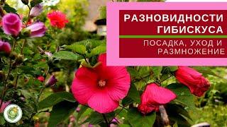 ГИБИСКУС  - как посадить и ухаживать//Виды гибискуса - сирийский,  гибридный, китайская роза