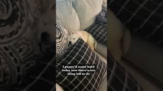Rigatoni didn't choose the snooze life, the snooze life chose him