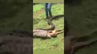 Python Swallowing A Whole Deer Within Seconds | #shorts | #viralvideo | News18