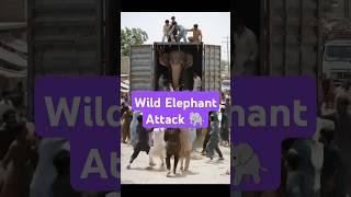 Elephant Jumps Out of Container – Crowd Screams and Runs #elephant #offloading #animalshorts