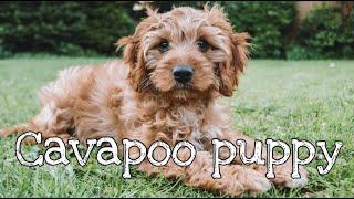 11 WEEK OLD CAVAPOO PUPPY