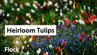 Rare, HEIRLOOM TULIP Varieties — Ep. 284