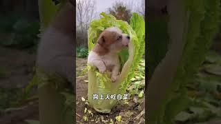 养狗三字经，健康版#养狗#新手养狗#养狗经验分享#养狗攻略#宠物