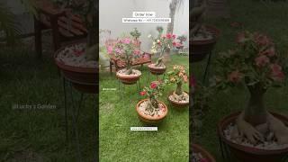 Big Adenium Plant Online Shopping In India 🪴 #adenium #plants #gardening #desertrose