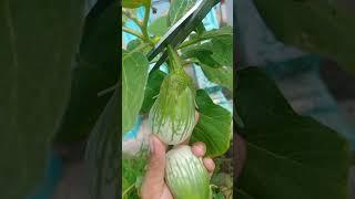 HARVEST TIME / EGGPLANT