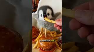 Who knows that Penguins Are Good at Eating Fries and Burgers! #shortvideo #cute #penguin