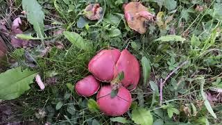 Hortiboletus rubellus (Моховик красный), July 1, 2021