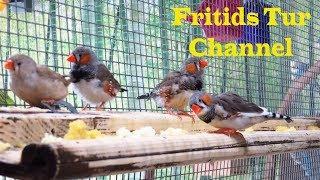 Amadina birds - Zebra finch sounds - Breeding in captivity