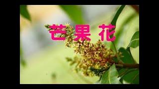 凡人薩克斯風演奏-芒果花