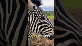 Meet The Striped Horse of Africa