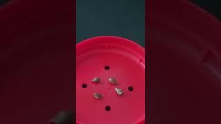 4 Apple seeds