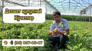 Дахшат қулупнай кўчатлар тайёр #ferma #agro #alba #qulupnay #issiqxona #qishloqxojaligi #issiqxona