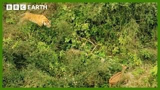 Mother Tiger Hunts to Feed Cubs | Asia | BBC Earth