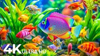 4K Aquarium for Relaxation  Relaxing Nature | Coral Reef Fish | Deep Sleep Music and Stress Relief