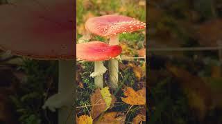 A Relaxing Autumn Walk in the British Countryside