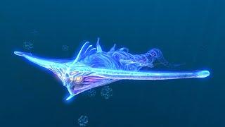 Subnautica и я убил призрачного левиафана.