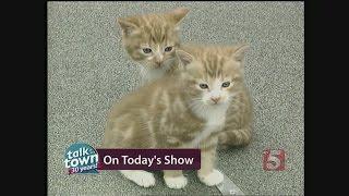 Feline Behaviorist Gives Top Tips for Cat Owners