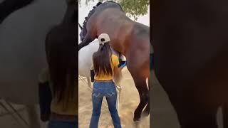 How A Horse Sex Female Horse  #horse