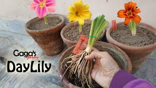 How to Grow DayLily Bulb | Winter Care of Hemerocallis Summer Flowering Plant