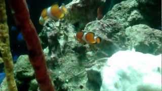 The Florida Aquarium