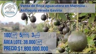 Venta de finca aguacatera en Marinilla Antioquia