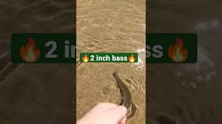 pb 2 inch bass #baitcaster #bass #fishing #lures #kickintheirbasstv #baitfishing #bait