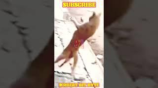 016 a cat see another cat fall #shorts #funny #edit #meme #memeindonesia #cat #catvideos #cats #fall