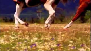 Gil Grand - Run