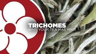 What are Trichomes?