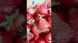 Fresh Yummy Strawberry#viral#freshfruits#asmr#food#larges#instagram#shorts#tiktok#mdwhitecoat#For U