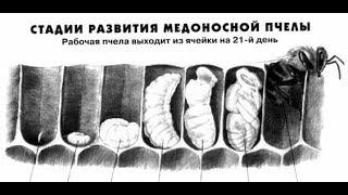 Как развивается пчела от яйца и до рождения