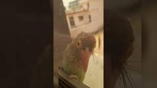 Cute Baby Bird is Outside My Window |Life of Siddhant |Please Like Share And Subscribe