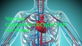 Чистим сердечно-сосудистую систему (чистка сосудов, крови от токсинов, снижаем уровень холестерина)