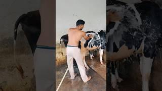 Welcome to mere gaav ka mosam #farming #farmer #villagelife #village #villagerlifestyle