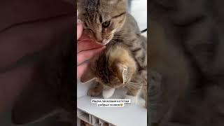 Европейские котята/ 4 месяца/ мурлыкание котят