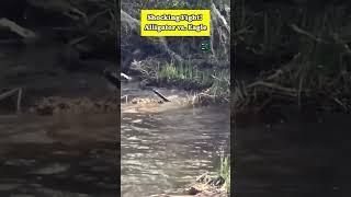 Shocking Fight! Alligator vs. Eagle - The Final Countdown!