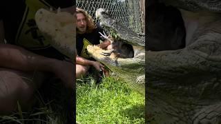 Big Alligator BITES! #short #shorts #animal #wildlife #nature #reptiles #alligator #chicken