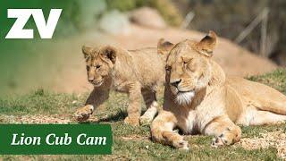 Lion Cub Cam