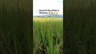 Beautiful rice Field in Mindanao #highlights #views #highlights #viralshortsvideos