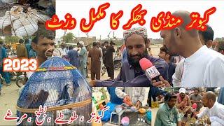 Kabootar Mandi Bhakkar Full Visit and interview || Cheap Pigeon Markeet Bhakkar || Pigeons